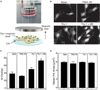 An Outside-In Switch in Integrin Signaling Caused by Chemical and Mechanical Signals in Reactive Astrocytes